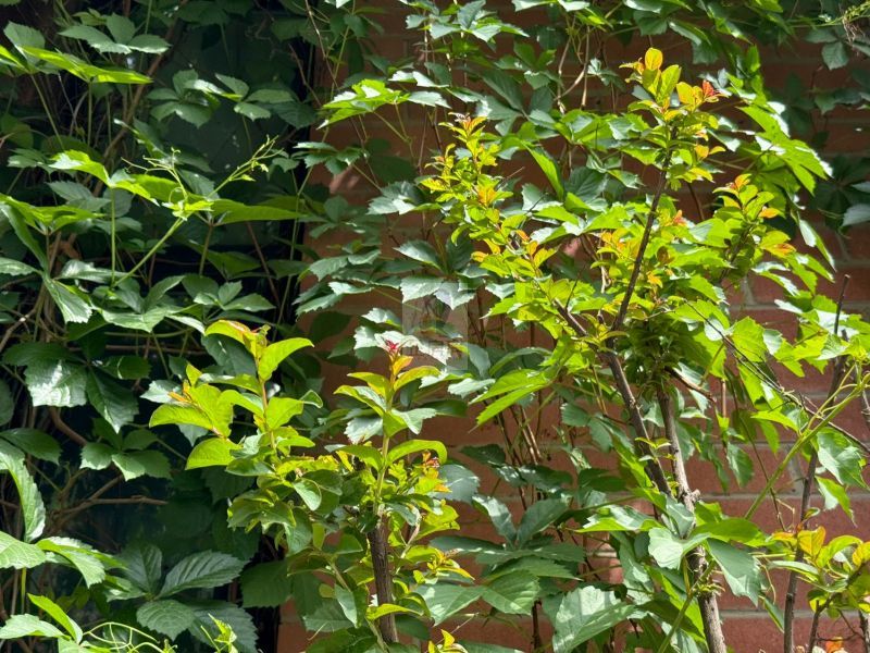 竞园艺术中心独栋